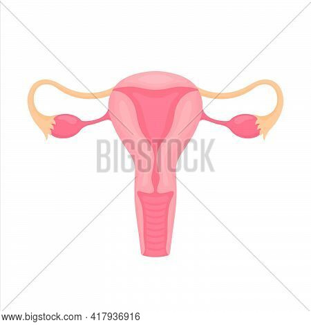 Female Reproductive Organs Flat Style Colorful Illustration. Internal Organ Icon, Logo. Anatomy, Med