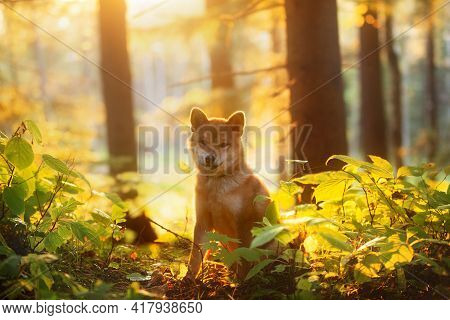 Beautiful Shiba Inu Puppy Sitting In The Enchanted Fall Forest At Golden Sunset. Cute Red Shiba Inu 