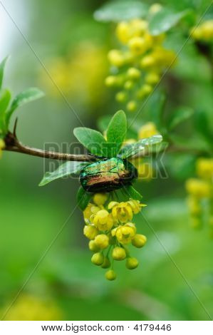 Golden Cetonia Bug