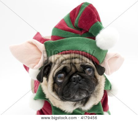 Alf Pug isoleret