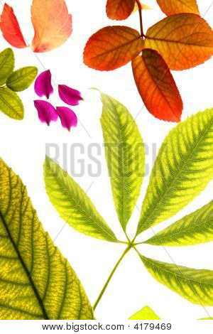 Farb-Blumen, Blätter, Blüten, isoliert, weißer Hintergrund