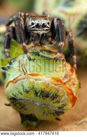 Jumping spider and thuja buds like a melons
