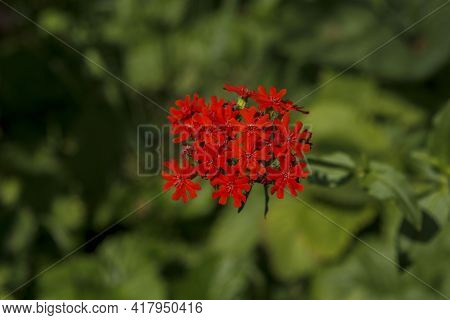 Silene Chalcedonica, Red Flower On A Blurred Background With Bokeh.