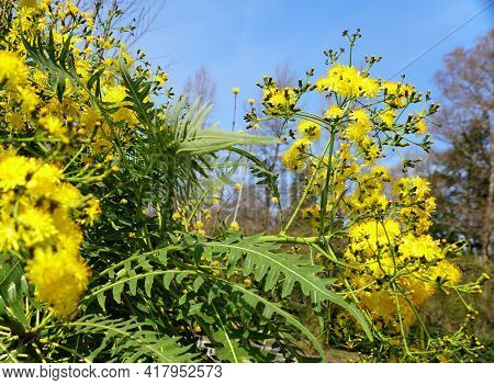 The Yellow Flowers Of Tree Dandelion, Also Known With Scientific Name Sonchus Palmensis