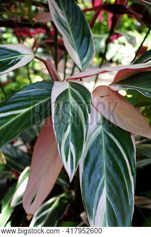 The White And Green Variegated Leaves Of Stromanthe Sanguinea Triostar