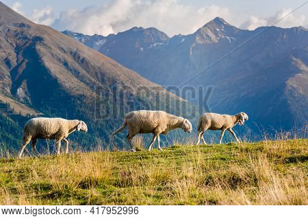 Herd Of Sheep. Sheep In The Mountains In Livigno In Italy.