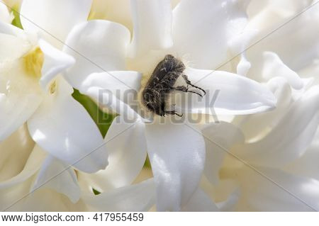 Tropinota Hirta Feeds On Buds And Flowers. It Is A Pest Of Many Agricultural Plants, Strongly Eating