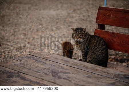 Tabby Brown Cat Sits On A Wooden Bench By A Wooden Table, A Fat Pet, Portrait Of Street Homeless Cat