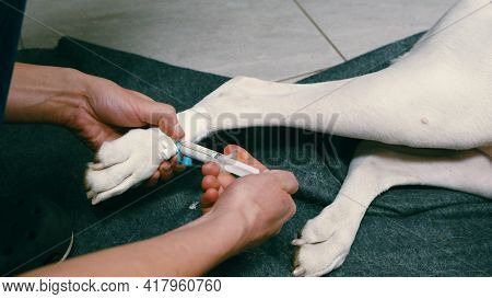 Propofol Anesthetic Syringe Application Into Iv Cannula. Examination On Veterinary Clinic, Taking Ca