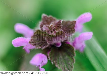 Beautiful Garden Green And Puple Background With Wild Melastomes Nettle Lila Toten Purpurea Plant Cl