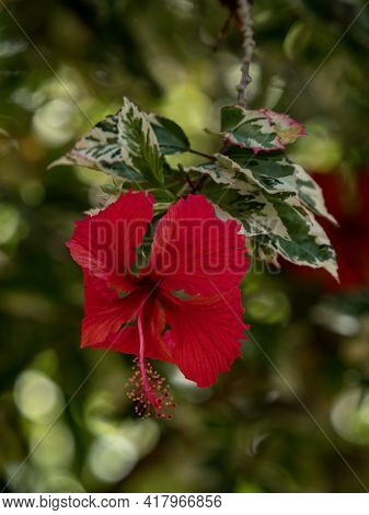 Closeup Detail View Of One Single Isolated Red Hibiscus Plant On Green Nature Background In Tarapoto