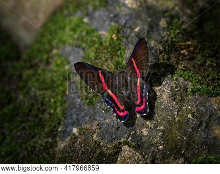 Closeup Detail Of Black Red Ancyluris Etias Swordtail Butterfly Insect Animal In Tarapoto Amazon Rai