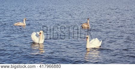 White Swan Family On The Baltic Sea Coast In Finland