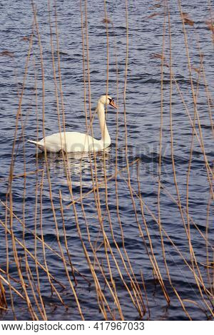 White Swan On The Baltic Sea Coast In Finland