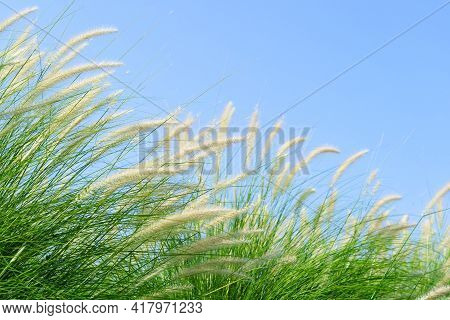 Fourtain Grass In Nature Agent Blue Sky