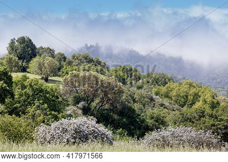 Fog Rolling Over Santa Cruz Mountains Via Foothills Park. Santa Clara County, California, Usa.