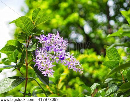 Sandpaper Vine Purple Wreath Flower Bunch Purple Bouquet Of Five Petals Like A Five Pointed Petal Bl