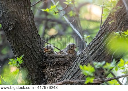Chicks Of Thrush Fieldfare, Turdus Pilaris, In A Nest. The Fieldfare Chicks In The Wild Nature.
