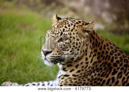 afrikanischer Leopard auf grünem Gras