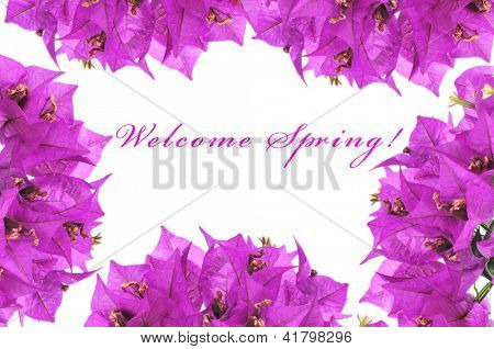 ดอกเฟื่องฟ้าบางเฟรมและประโยคต้อนรับในการขึ้นรูปสปริงเขียนบน backgr สีขาว