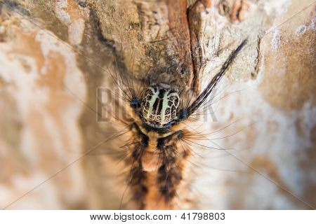 Raupe