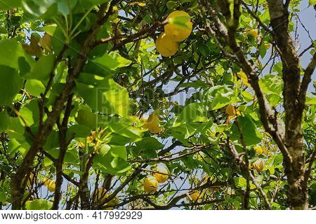 Amazing Fruit Trees In A Decorative Truss Botanical Garden Emek Hefer
