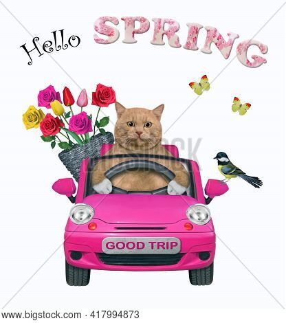 A Reddish Cat With A Basket Of Flowers Is Driving A Pink Car. Hello Spring. White Background. Isolat