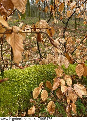 Beech foliage with moss in the background during the Hiking the 