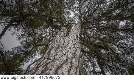 The Grandfather Pine Tree, A Famous Specimen Of Austrian Pine Tree Located In The Province Of Cuenca