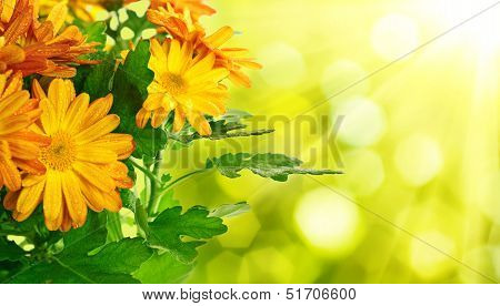 Chrysanthemum floral background