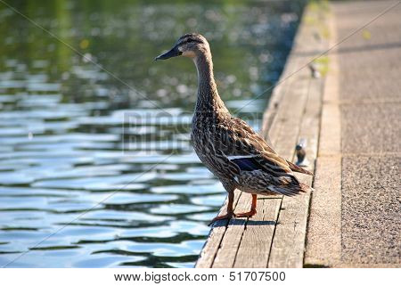 Female Mallard Docked