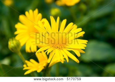 Næroptagelse af gule Tusindfryd