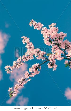 Foråret kirsebærblomster