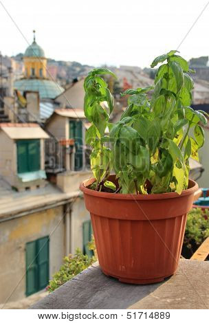 Basil On The Terrace In Genova, Italy