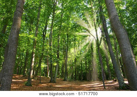 Beech Wood