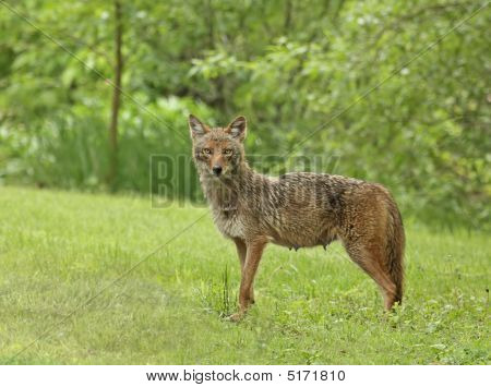 Coyote