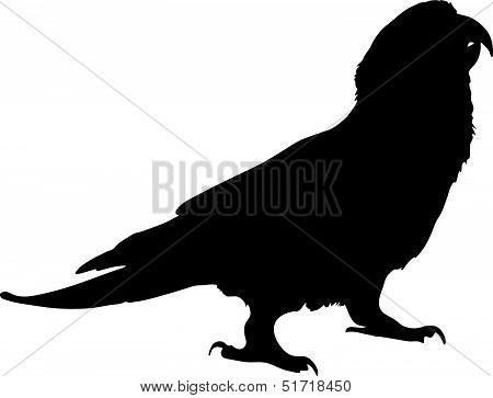 Paradise Gold Capped Conure 350220121210.eps