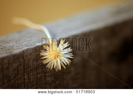 Flora