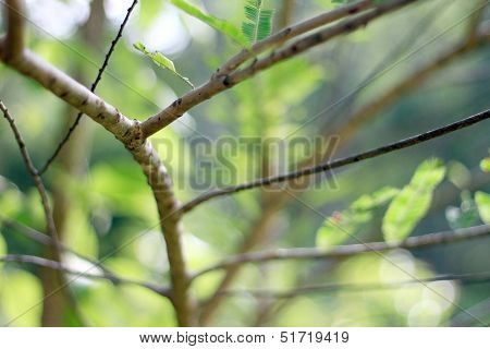 Tree branch