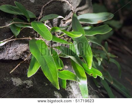 Orchidaceae