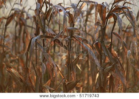 The maize plant