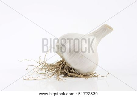 Garlic With Root