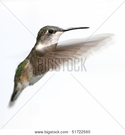 Baby hummingbird in flight