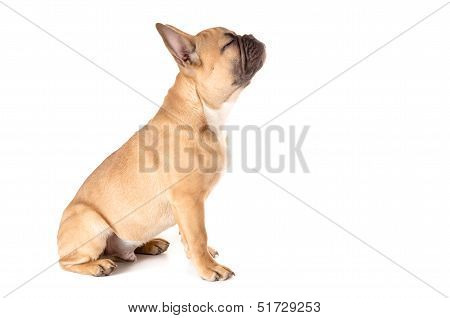 French Bulldog Before White Background