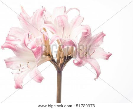 Pink Lily on a White Background, Surprise Lilly, Lycoris Squamigera