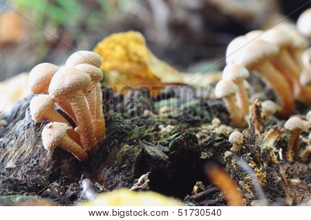 Pholiota Squarrosa