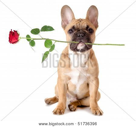 French Bulldog With Rose
