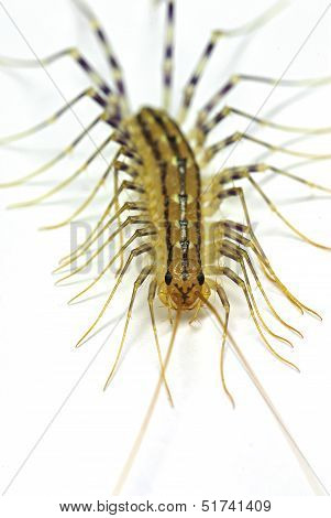 House centipide (Scutigera coleoptrata)