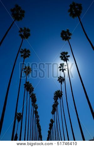 LA Los Angeles palm trees in a row typical California Washingtonia filifera