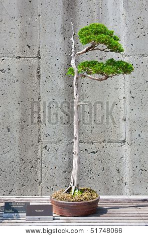 Bonsai Tree On Display